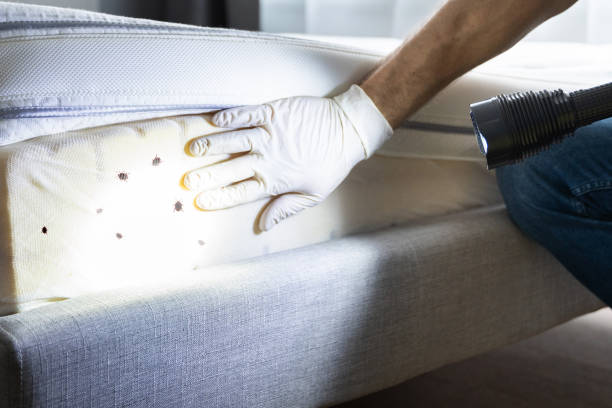 Best Exterminator Services  in Schertz, TX