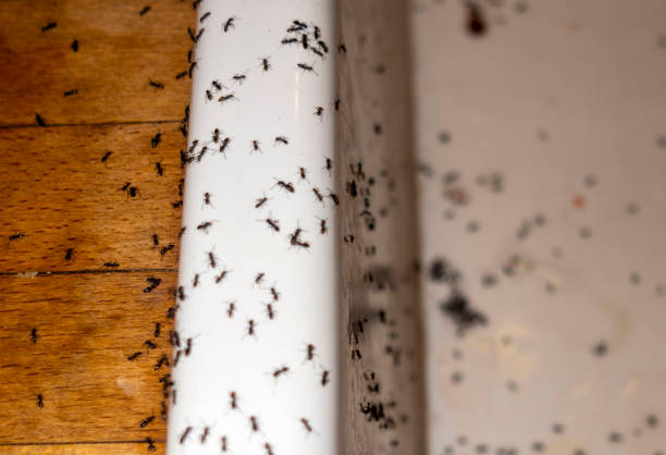 Best Pest Control Near Me in Schertz, TX