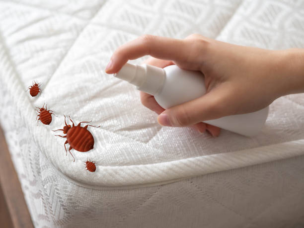 Wasp Removal Services in Schertz, TX