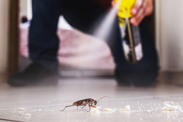 Trusted Schertz, TX Pest Control Experts