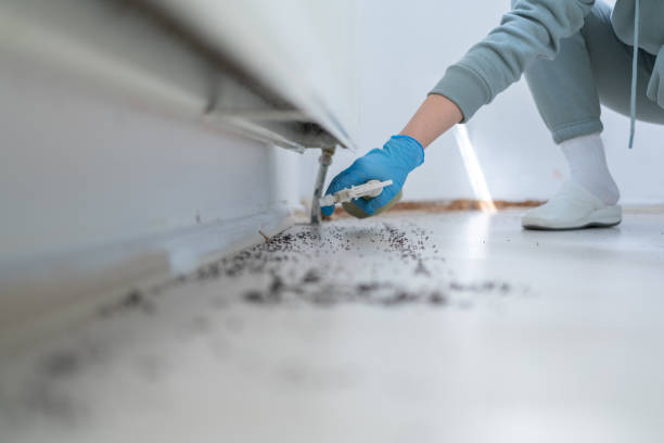 Best Ant Control Services  in Schertz, TX
